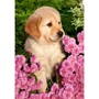 Пазл Касторланд Little Retriever, 260 эл.