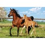 Пазл Касторланд Mare and Foal, 260 эл.