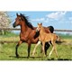 Пазл Касторланд Mare and Foal, 260 эл.