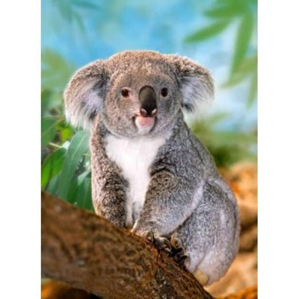 Пазл Касторланд Koala, 260 эл.